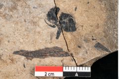 Foto (Detailansicht) von Callitris brongniartii Endl. (NHMW-GEO-2024-0188-8209)